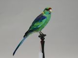 a bird that is sitting on top of a pole