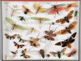 de nombreux types d'insectes exposés dans une vitrine