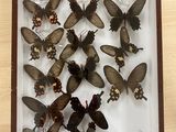 many butterflies in a shadow box on a table