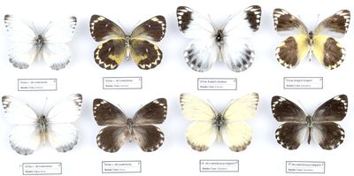 plusieurs espèces différentes de papillons exposées dans une vitrine