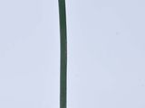 a green lamp that is on top of a green pole