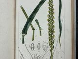 someone is holding a book with a drawing of a plant in it