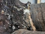 a close up of an elephant ' s trunk with a piece of wood sticking out of it ' s trunk