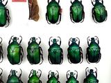 a lot of green beetles that are on display