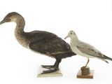 deux oiseaux qui se tiennent l'un à côté de l'autre