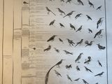 a lot of birds that are flying in the air