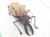un insecte posé par terre près d'une fenêtre