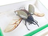 un gros insecte qui se trouve dans une vitrine