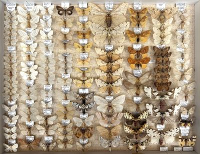 many different types of moths displayed in a display