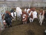 many cows that are standing in a pen together
