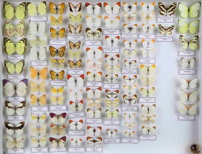 de nombreux types de papillons différents présentés dans une vitrine
