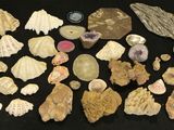 de nombreux types de coquillages différents sur une surface noire