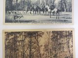 two old black and white photos of horses and people in a wooded area