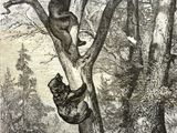 un dessin représentant un ours grimpant à un arbre dans les bois