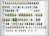 une photo encadrée représentant une collection de coléoptères, exposée dans un cadre blanc