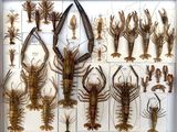 many different types of lobsters displayed in a white box