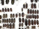 a lot of bugs that are on display in a glass case