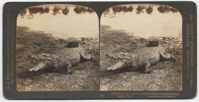 an old black and white photo of two crocodiles laying on the ground