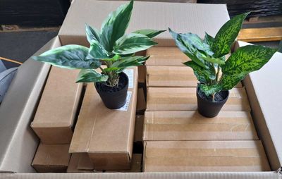 two plants that are in a box on the floor