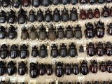 a lot of beetles that are on display on the wall
