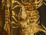 a glass jar with a skeleton inside of it