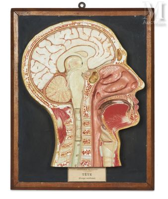 an image of a medical model of a human head