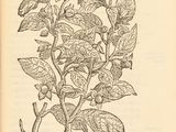 an old book with a drawing of a plant on it