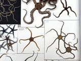 many different types of worms on display in a glass case