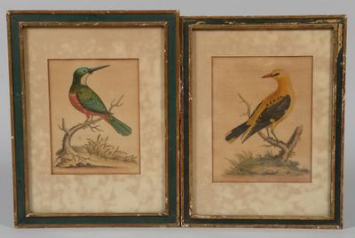 deux photos encadrées représentant des oiseaux perchés sur une branche d'arbre