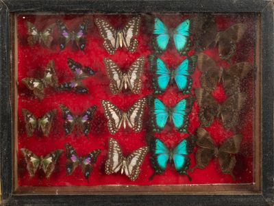 une image représentant un arrangement de papillons dans un cadre en bois