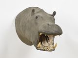 a stuffed hippo with its mouth open and teeth wide open