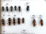 a lot of bugs that are on display in a display case