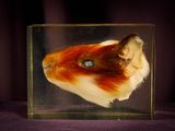 une petite boîte en verre contenant un animal artificiel