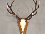 a picture of a deer skull mounted on a wall