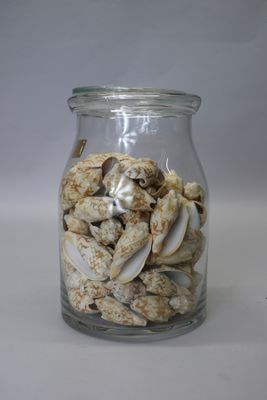a glass jar filled with shells on a white surface