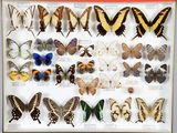 de nombreux types de papillons différents présentés dans une vitrine