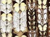 many different types of butterflies on display in a box