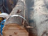 un tronc d'arbre qui a été abattu et qui repose au sol