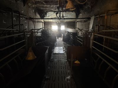 a room with a lot of cows in it