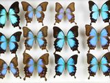 de nombreux papillons qui se trouvent dans une boîte blanche