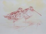 deux oiseaux qui se tiennent ensemble dans l'eau