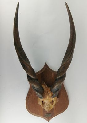 tête d'antilope empaillée fixée sur une plaque en bois accrochée au mur