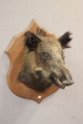 Sanglier Sus scrofa (CH) Spécimen en cape sur écusson.