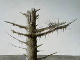 a picture of a dead tree in the middle of a field