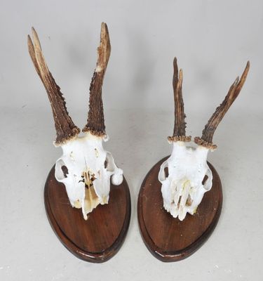 deux crânes d'antilope montés sur des socles en bois, sur fond blanc