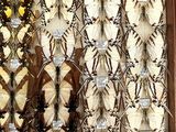 many different types of butterflies displayed in a display case