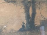 a reflection of a tree in the window of a car