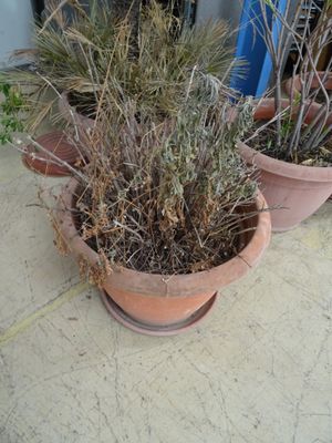 deux plantes en pot posées par terre