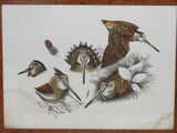 peinture représentant un groupe d'oiseaux aux plumes variées sur fond blanc