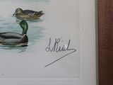 two ducks that are swimming in the water